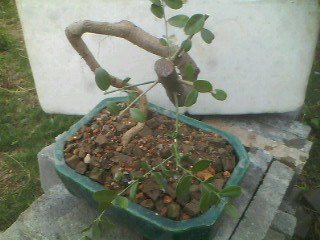 IMG0331A.jpg