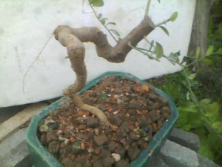 IMG0332A.jpg
