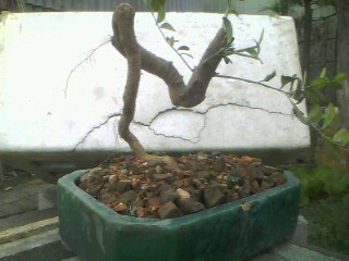 IMG0333A.jpg
