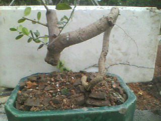 IMG0334A.jpg