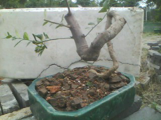 IMG0335A.jpg