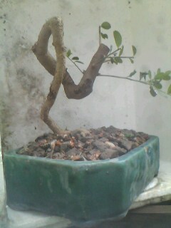 IMG0337A.jpg