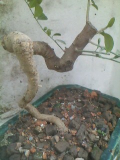 IMG0339A.jpg