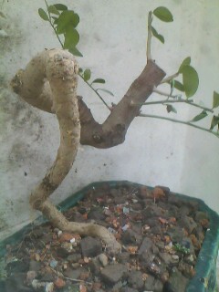 IMG0338A.jpg