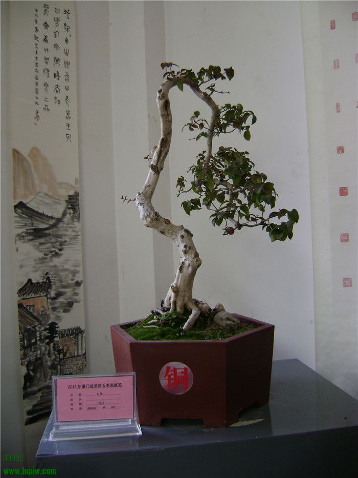 DSC04627.jpg