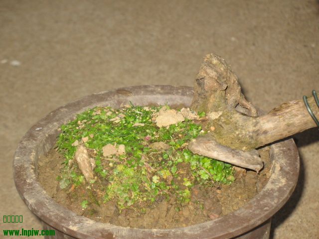 IMG_7600.JPG