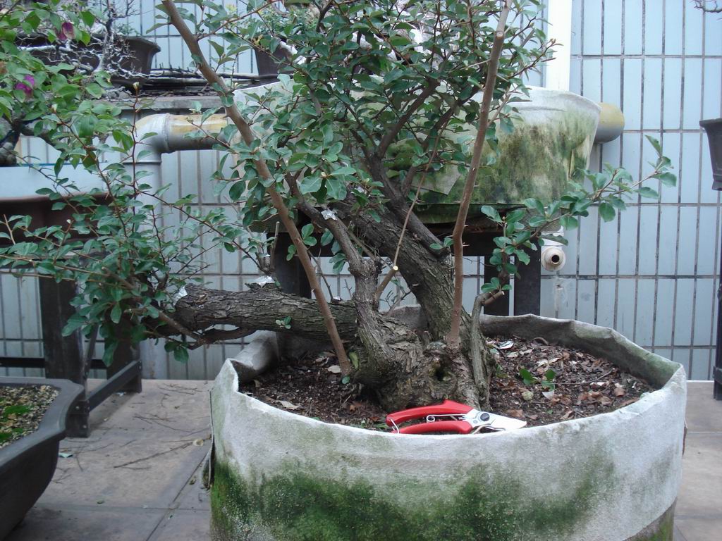 С DSC01798.JPG