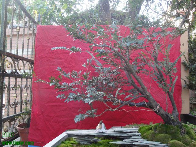 DSC05687-3.jpg