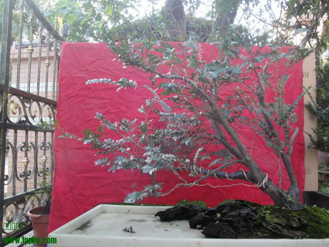 DSC05687-4.jpg