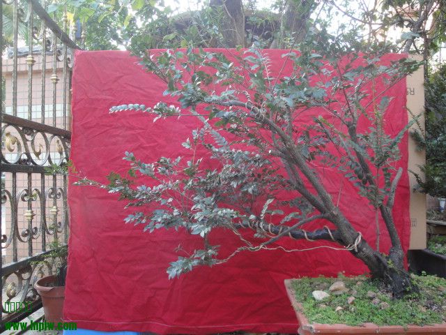 DSC05689.JPG