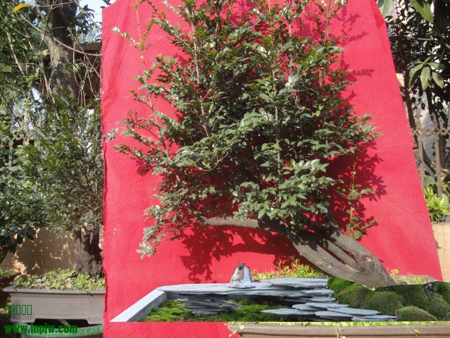 DSC05724-2.jpg