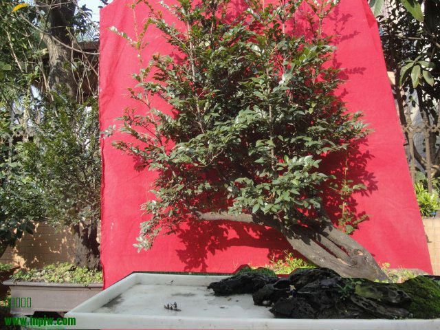 DSC05724-4.jpg
