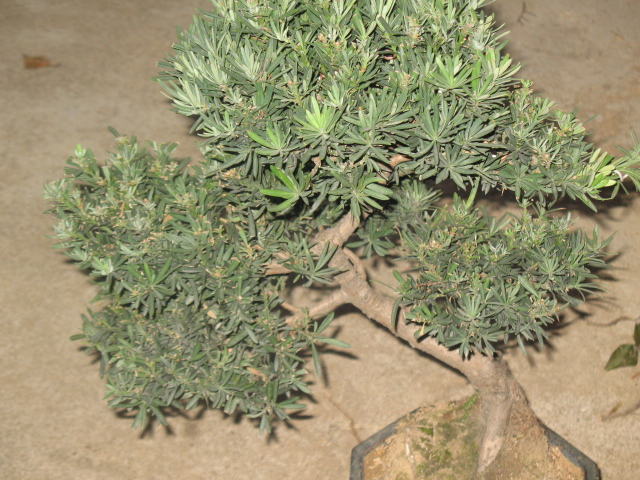 IMG_7609.JPG