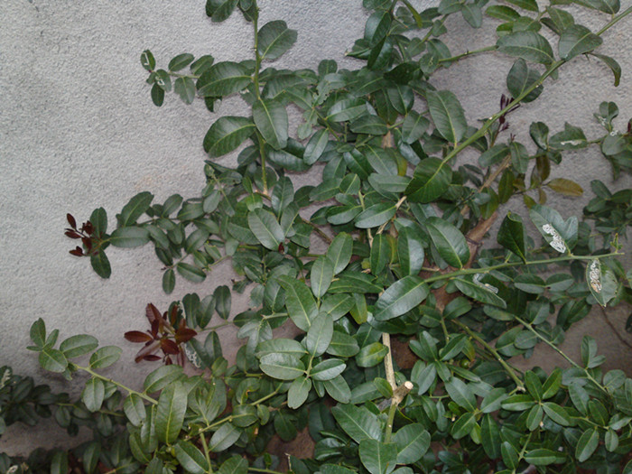 20140211743_.jpg