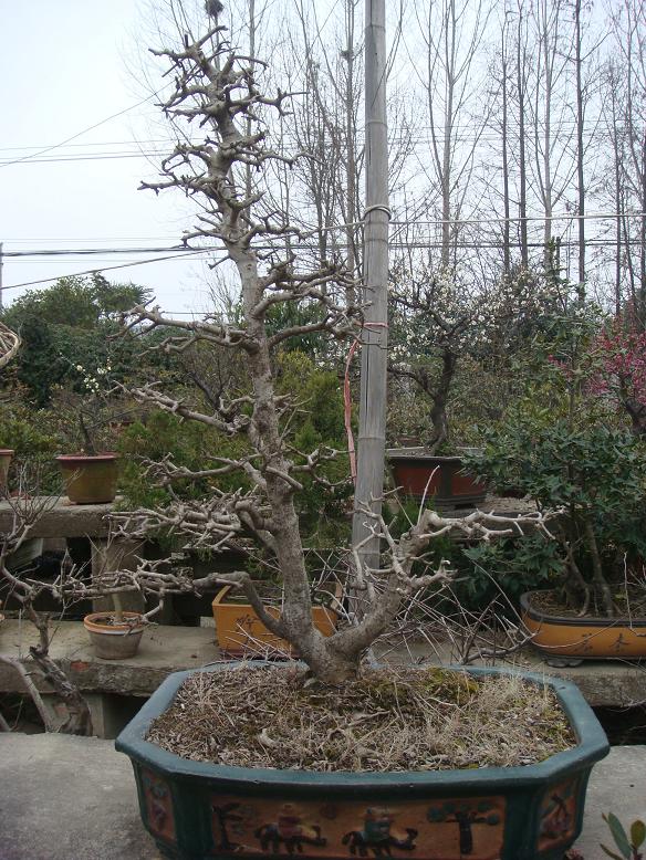 DSC06686.JPG