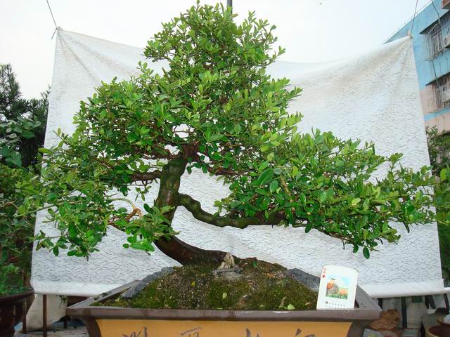 DSC03327.JPG