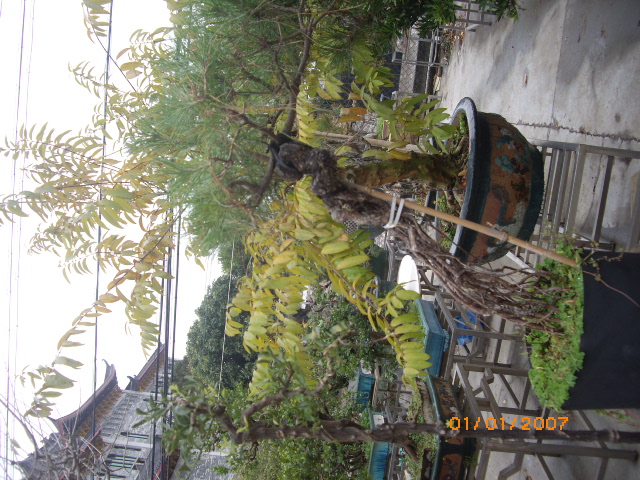 IMGP0609.JPG