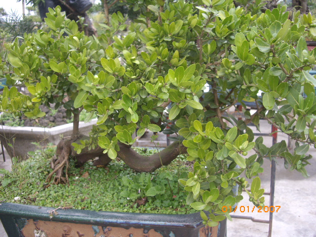 IMGP0612.JPG
