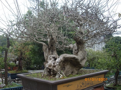 IMGP0608.JPG
