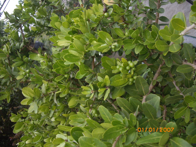 IMGP0611.JPG