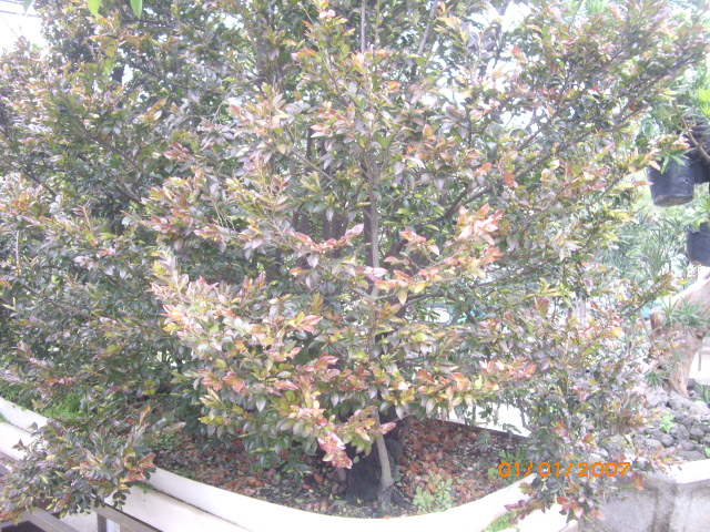 IMGP0613.JPG