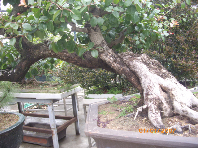IMGP0614.JPG