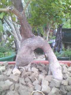 IMG0340A.jpg