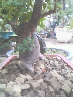 IMG0342A.jpg