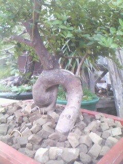 IMG0343A.jpg