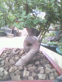 IMG0344A.jpg