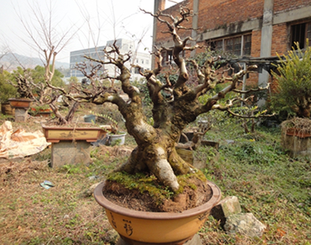 DSC02867.jpg
