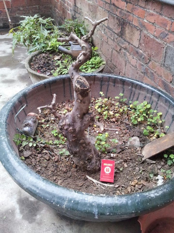 ȸ÷4..jpg