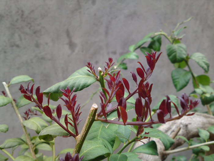 20140217754_.jpg