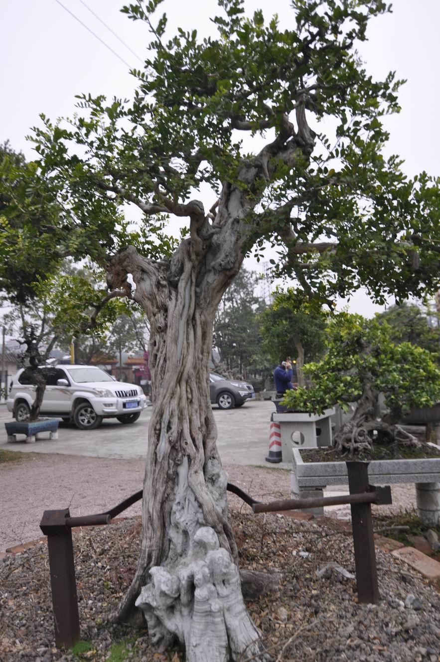 С ת _DSC0107.JPG