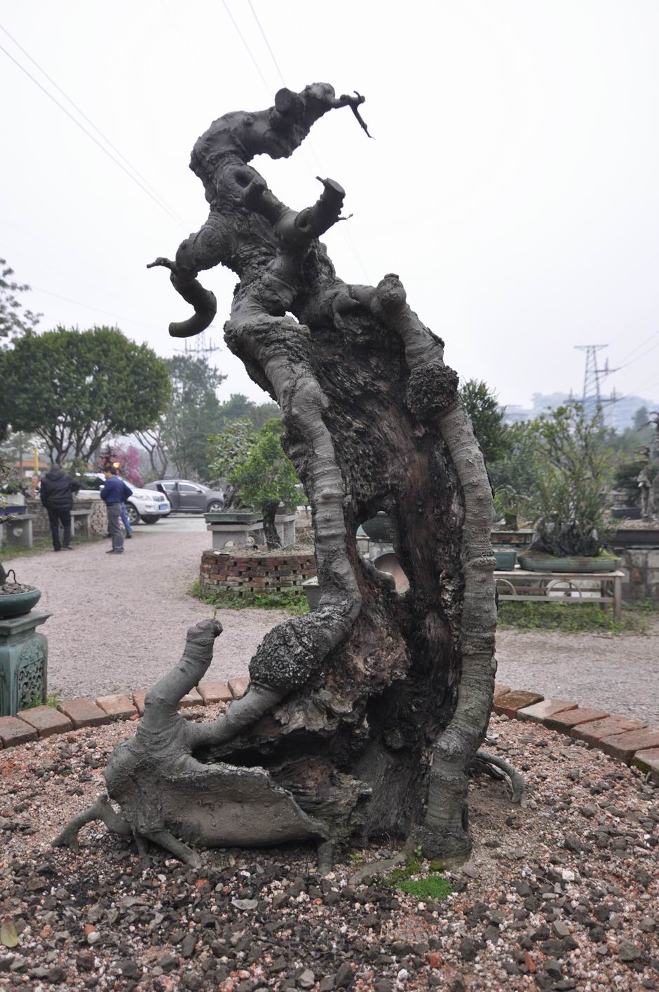С ת _DSC0111.JPG
