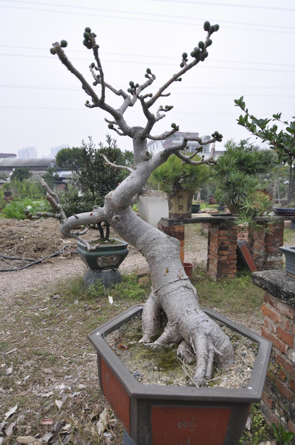 С ת _DSC0086.JPG
