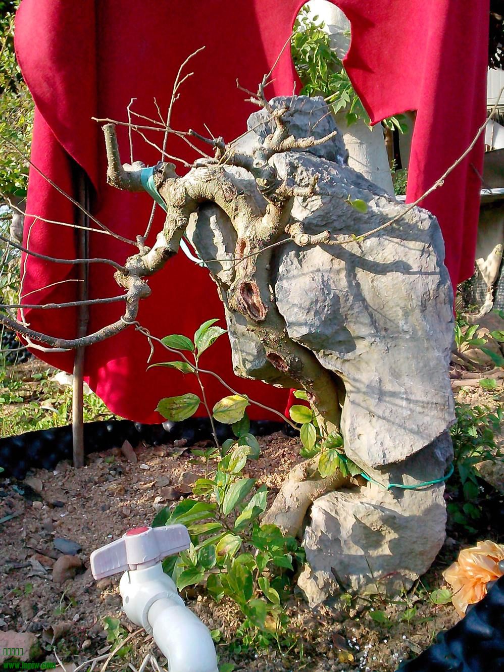 IMG20140220002.jpg