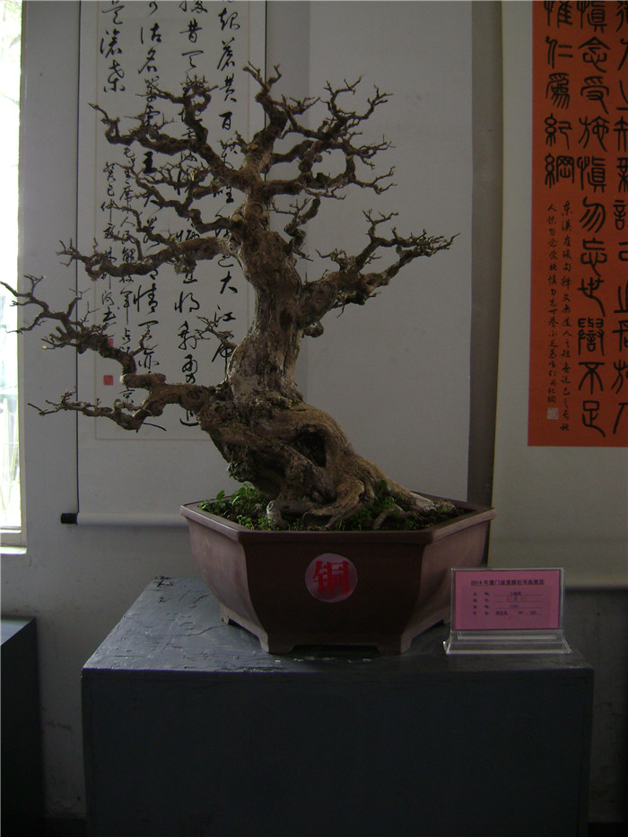 DSC04617.jpg