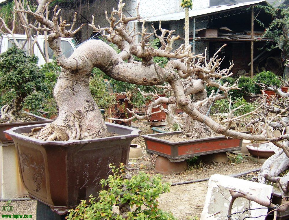 DSCF4814.JPG