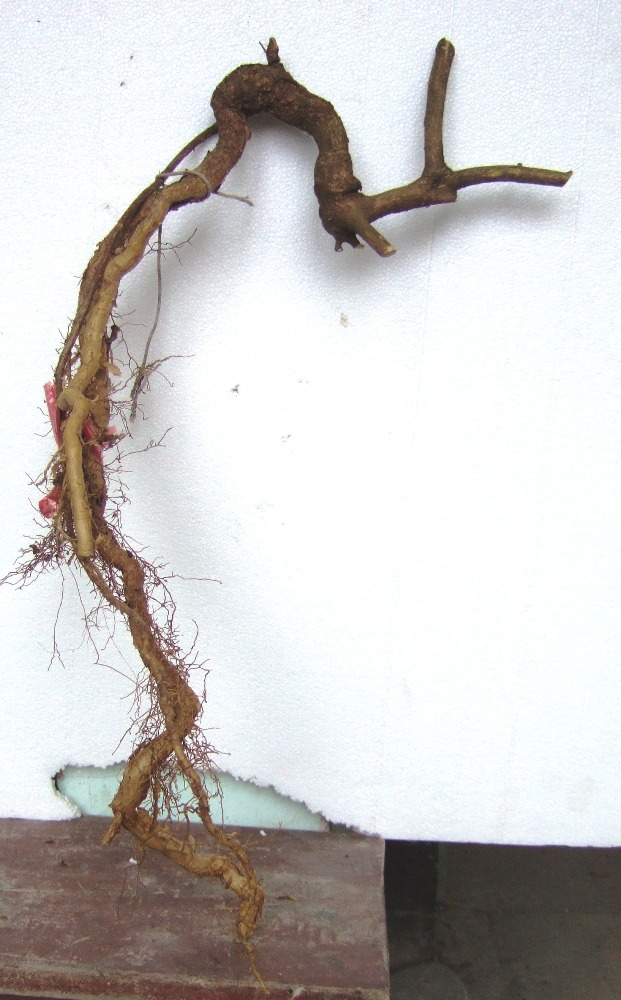 DSCF5248.JPG