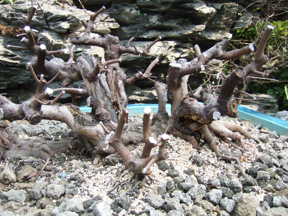 DSCF4888.JPG