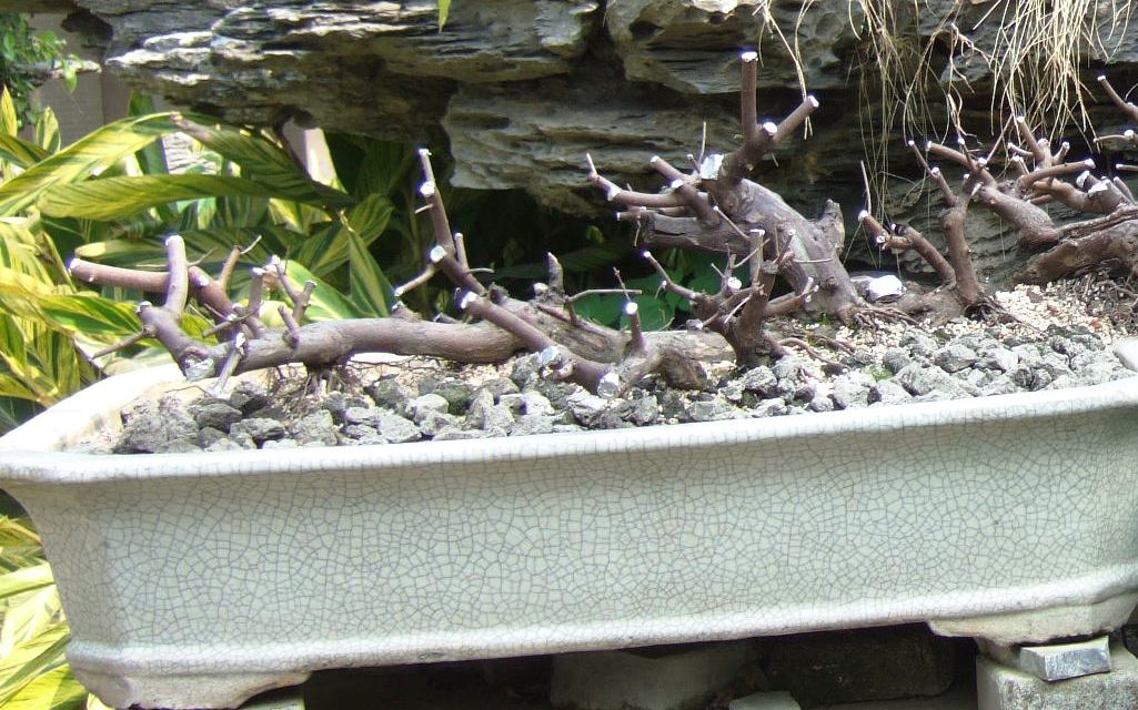 DSCF4889.JPG