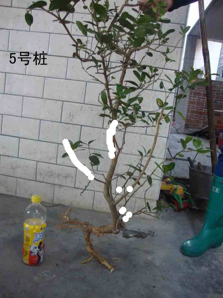 221551leezgguppje4mgvz.jpg.thumb .jpg