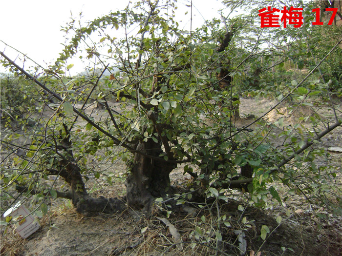 DSC04243_.jpg
