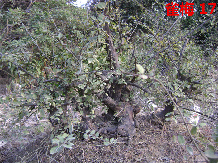 DSC04244_.jpg