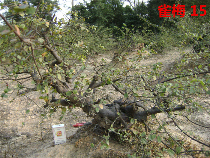 DSC04248_.jpg