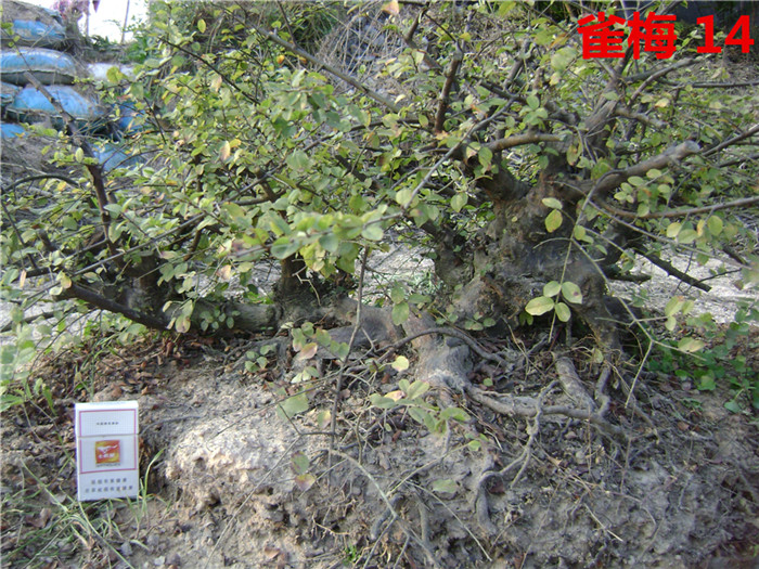 DSC04250_.jpg