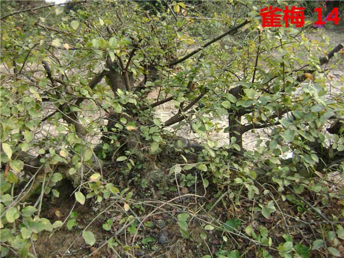 DSC04251_.jpg