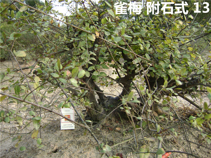 DSC04252_.jpg