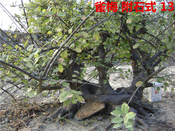 DSC04253_.jpg